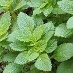 Coleus rotundifolius Лист