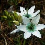 Ixia polystachya Kwiat