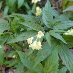 Cardamine enneaphyllos 花