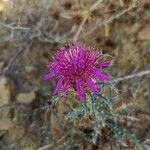 Atractylis humilis Flor