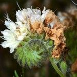 Phacelia distans Flower