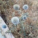 Echinops ritroFlower