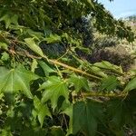 Acer cappadocicum পাতা