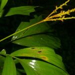 Reinhardtia simplex 葉