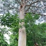 Albizia niopoides പുറംതൊലി