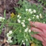 Parthenium hysterophorusFlower