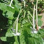 Nicotiana sylvestris Blomma