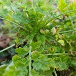 Tanacetum parthenium Yaprak