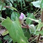 Dissotis rotundifolia Blomst