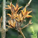 Rhododendron viscosum ഫലം