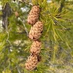 Larix occidentalis 果實