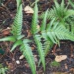 Arachniodes simplicior Leaf