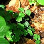 Cardamine trifolia Blad