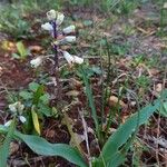 Bellevalia flexuosa Λουλούδι