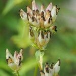 Gentiana clausa Frucht