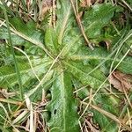 Hypochaeris glabra Leaf