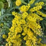 Solidago speciosa Квітка