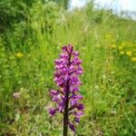 Anacamptis laxifloraFlower