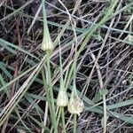 Allium oleraceum Vrucht