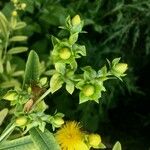 Hypericum kalmianum Fruto