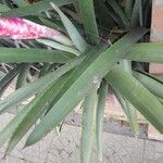 Aechmea distichantha Leaf