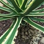 Furcraea selloana Folha