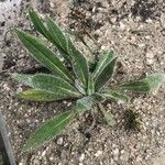 Echium wildpretii Blad