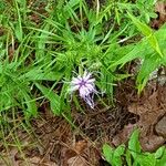 Liatris squarrosa Kukka