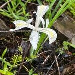 Iris chrysophylla ᱵᱟᱦᱟ