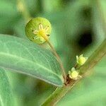 Phyllanthus virgatus 果實