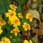 Tagetes tenuifolia Fula