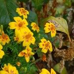 Tagetes tenuifolia Kvet