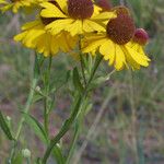 Helenium flexuosum Цвят