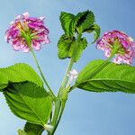 Lantana camara Flower