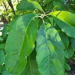 Oxydendrum arboreum Leaf