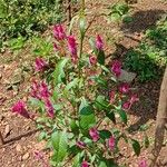 Celosia argentea Habitat