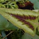 Persicaria runcinata Folha