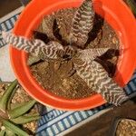 Cryptanthus zonatus Blad