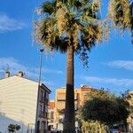 Washingtonia filifera Flower