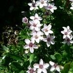 Arenaria purpurascens Virág