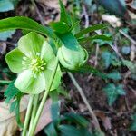 Helleborus viridis Квітка