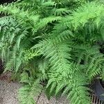 Dryopteris fragrans পাতা