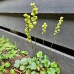 Heuchera cylindrica Flower