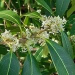 Osmanthus decorus Blüte
