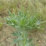 Eryngium leavenworthii Habit