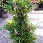 Pinus heldreichii Hábito