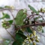 Cynanchum andringitrense Flower
