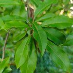 Photinia davidiana ഇല