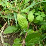 Cuphea racemosa Leaf