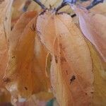 Parrotia subaequalis Hoja